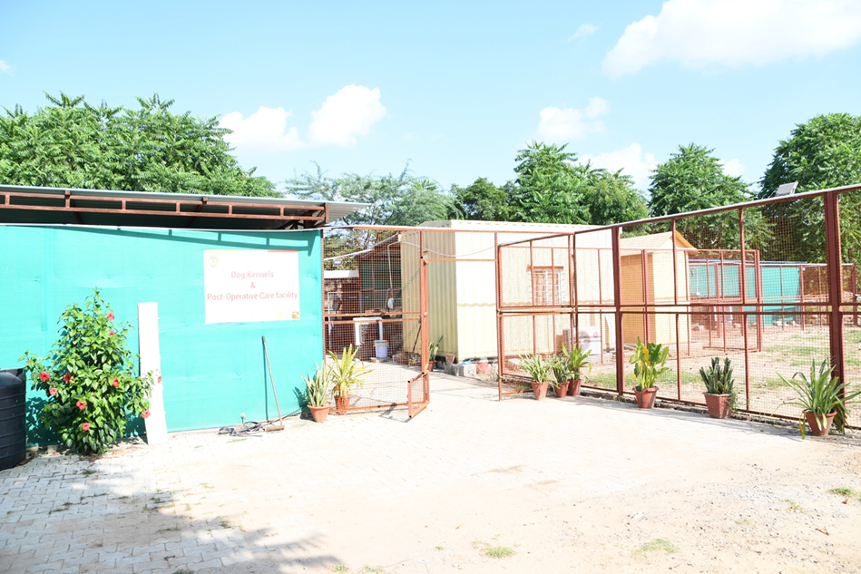 Dog-Sanctuary-Photos-1