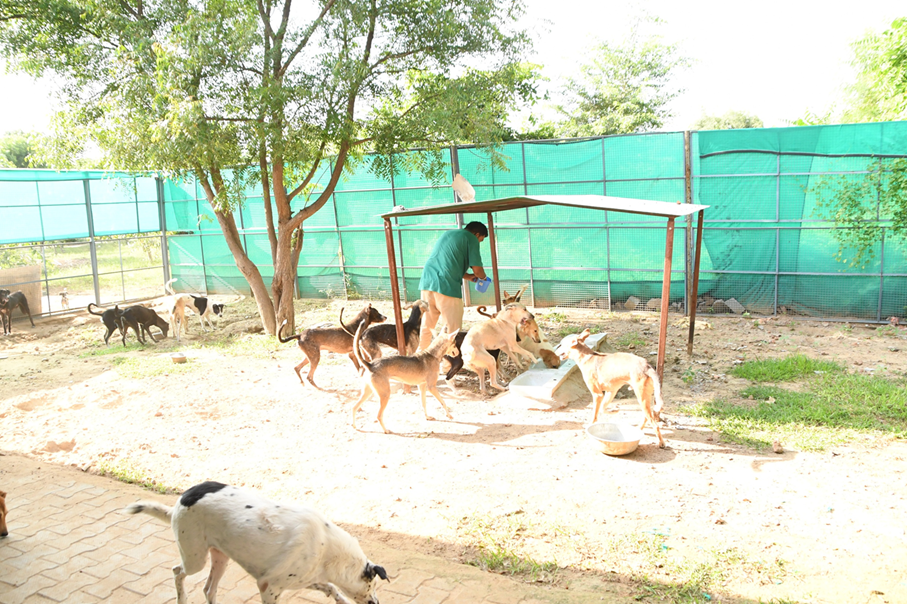 Dog-Sanctuary-Photos-2