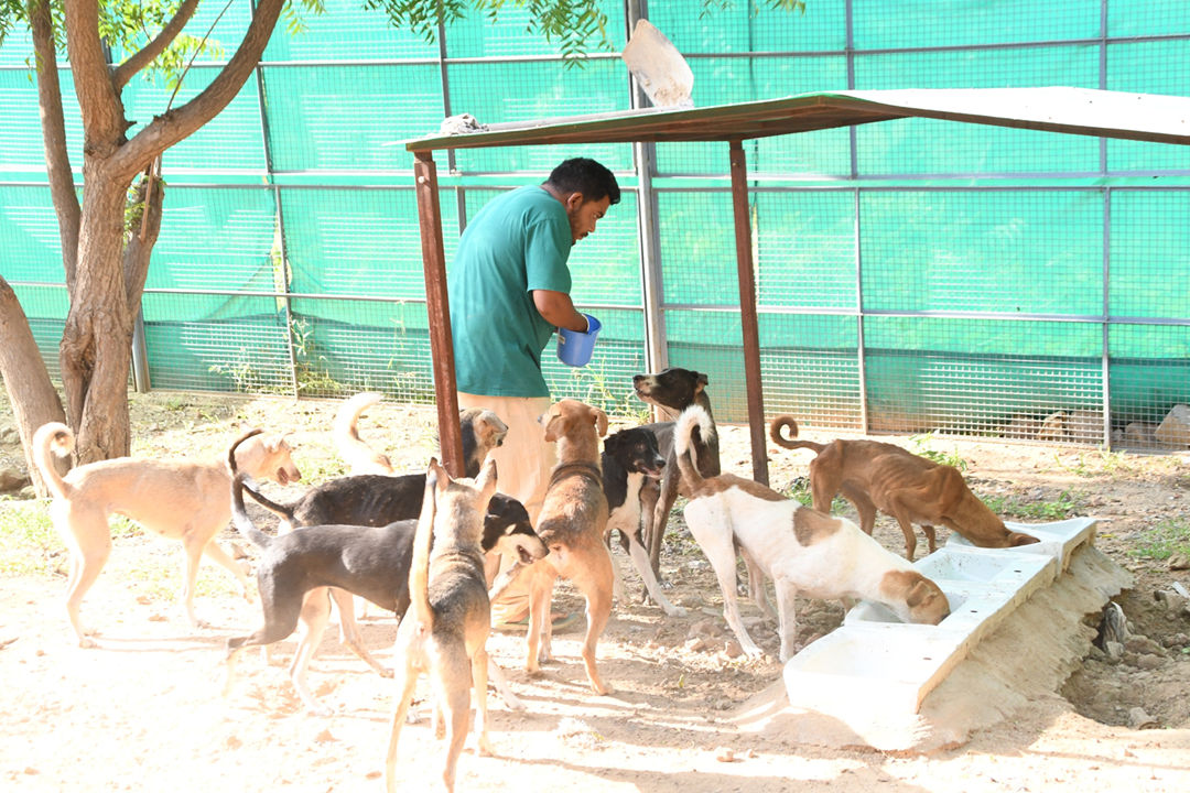 Dog-Sanctuary-Photos-3