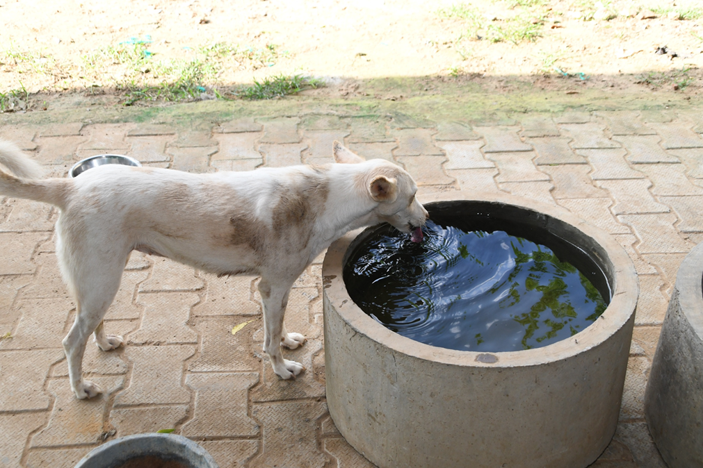 Dog-Sanctuary-Photos-4