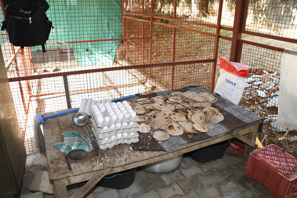 Dog-Sanctuary-Photos-5