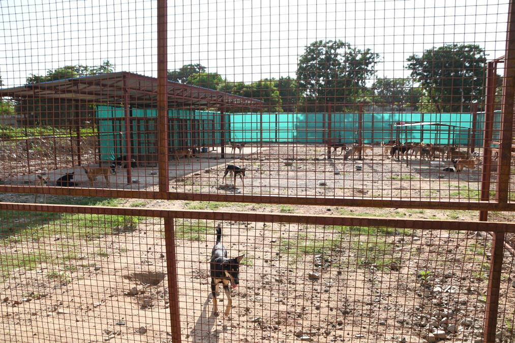 Dog-Sanctuary-Photos-6