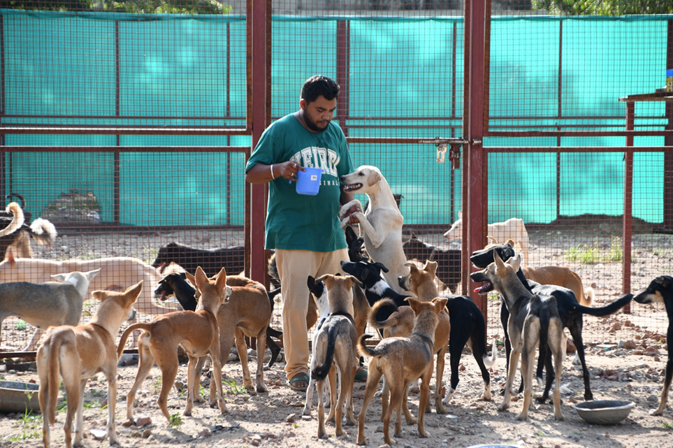 Dog-Sanctuary-Photos-7