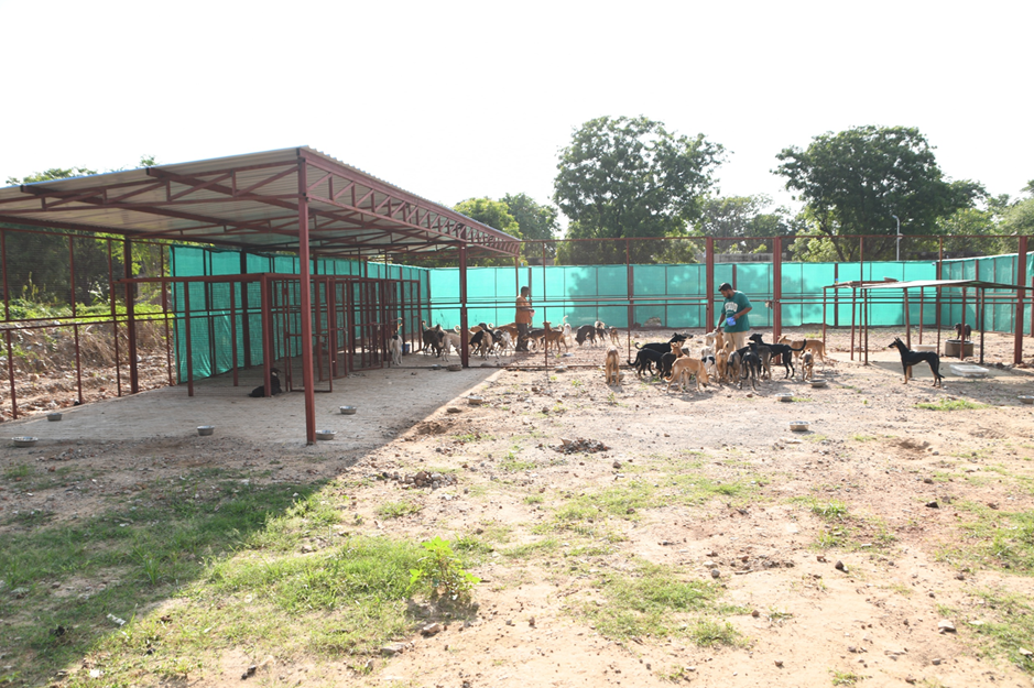 Dog-Sanctuary-Photos-8