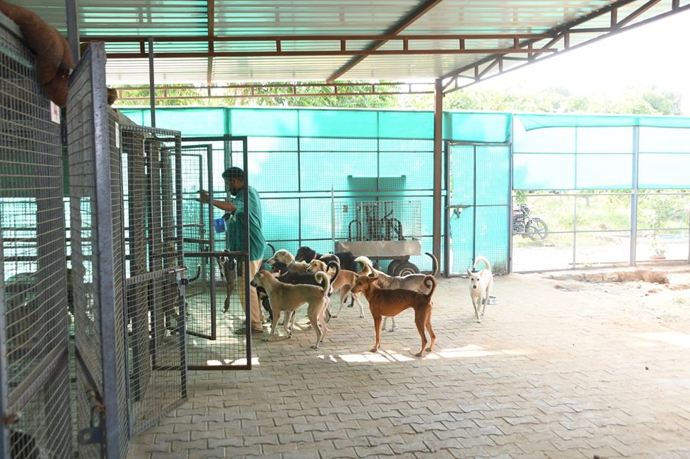 Dog-Sanctuary-Photos-9