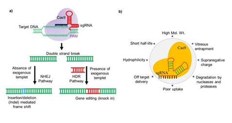 CRISPR Nanomedicines for therapeutic and diagnostic applications