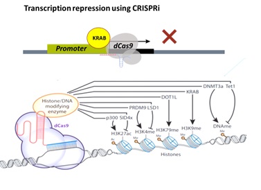 CRISPR Nanomedicines for therapeutic and diagnostic applications